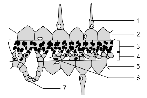 Schematische Darstellung eines Blattquerschnitts mit beschrifteten Zellschichten und Leitbündel.